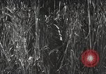 Image of Marine Corps Pacific Theater, 1944, second 9 stock footage video 65675060329