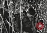 Image of Marine Corps Pacific Theater, 1944, second 26 stock footage video 65675060329