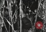 Image of Marine Corps Pacific Theater, 1944, second 30 stock footage video 65675060329