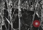 Image of Marine Corps Pacific Theater, 1944, second 32 stock footage video 65675060329