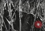 Image of Marine Corps Pacific Theater, 1944, second 33 stock footage video 65675060329