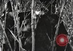 Image of Marine Corps Pacific Theater, 1944, second 50 stock footage video 65675060329
