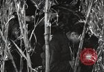Image of Marine Corps Pacific Theater, 1944, second 51 stock footage video 65675060329