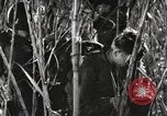Image of Marine Corps Pacific Theater, 1944, second 52 stock footage video 65675060329