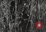 Image of Marine Corps Pacific Theater, 1944, second 56 stock footage video 65675060329