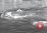 Standbild Deutsche midget U-Boote Europa, 1944, aus Sekunde 39 historischem Filmmaterial Videoclip 65675060342