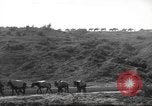 Standbild 10th Mountain Division Mule Pack Zug Italien, 1945, aus Sekunde 51 historischem Filmmaterial Videoclip 65675060354
