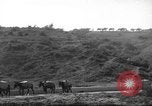 Standbild 10th Mountain Division Mule Pack Zug Italien, 1945, aus Sekunde 53 historischem Filmmaterial Videoclip 65675060354