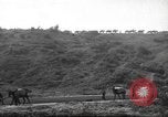 Standbild 10th Mountain Division Mule Pack Zug Italien, 1945, aus Sekunde 58 historischem Filmmaterial Videoclip 65675060354