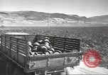 Image of United States munitions dump North Africa, 1943, second 7 stock footage video 65675060464