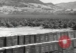 Image of United States munitions dump North Africa, 1943, second 33 stock footage video 65675060464