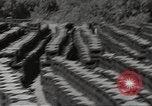 Immagine di Stati Uniti dump di munizioni Il Nord Africa, 1943, secondo 55 filmato di repertorio 65675060465