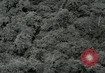 Standbild Dschungel San Jose Island Panama, 1944, aus Sekunde 48 historischem Filmmaterial Videoclip 65675060515