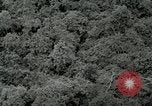 Standbild Dschungel San Jose Island Panama, 1944, aus Sekunde 49 historischem Filmmaterial Videoclip 65675060515