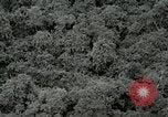 Standbild Dschungel San Jose Island Panama, 1944, aus Sekunde 50 historischem Filmmaterial Videoclip 65675060515