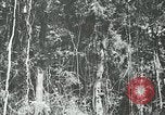 Standbild Dschungel San Jose Island Panama, 1944, aus Sekunde 51 historischem Filmmaterial Videoclip 65675060515