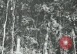 Standbild Dschungel San Jose Island Panama, 1944, aus Sekunde 52 historischem Filmmaterial Videoclip 65675060515