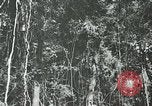 Standbild Dschungel San Jose Island Panama, 1944, aus Sekunde 53 historischem Filmmaterial Videoclip 65675060515