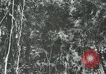 Standbild Dschungel San Jose Island Panama, 1944, aus Sekunde 55 historischem Filmmaterial Videoclip 65675060515