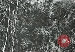 Standbild Dschungel San Jose Island Panama, 1944, aus Sekunde 56 historischem Filmmaterial Videoclip 65675060515