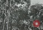 Standbild Dschungel San Jose Island Panama, 1944, aus Sekunde 57 historischem Filmmaterial Videoclip 65675060515