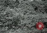 Standbild Dschungel San Jose Island Panama, 1944, aus Sekunde 58 historischem Filmmaterial Videoclip 65675060515