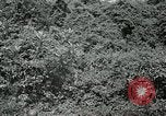 Standbild Dschungel San Jose Island Panama, 1944, aus Sekunde 59 historischem Filmmaterial Videoclip 65675060515