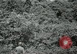 Standbild Dschungel San Jose Island Panama, 1944, aus Sekunde 60 historischem Filmmaterial Videoclip 65675060515