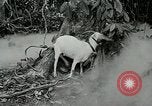 Image of United States troops San Jose Island Panama, 1944, second 3 stock footage video 65675060523