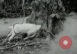 Image of United States troops San Jose Island Panama, 1944, second 5 stock footage video 65675060523