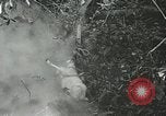 Image of United States troops San Jose Island Panama, 1944, second 14 stock footage video 65675060523