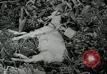 Image of United States troops San Jose Island Panama, 1944, second 22 stock footage video 65675060523