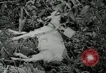 Image of United States troops San Jose Island Panama, 1944, second 23 stock footage video 65675060523