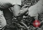 Image of United States troops San Jose Island Panama, 1944, second 48 stock footage video 65675060523