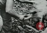 Image of United States troops San Jose Island Panama, 1944, second 51 stock footage video 65675060523