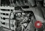 Image of B-24 Liberator bombers San Jose Island Panama, 1944, second 57 stock footage video 65675060527