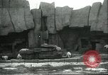 Image of polar bears Chicago Illinois USA, 1934, second 3 stock footage video 65675060546