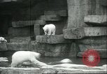 Image of polar bears Chicago Illinois USA, 1934, second 6 stock footage video 65675060546