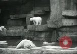 Image of polar bears Chicago Illinois USA, 1934, second 7 stock footage video 65675060546