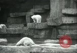 Image of polar bears Chicago Illinois USA, 1934, second 8 stock footage video 65675060546