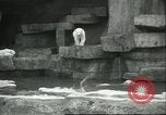 Image of polar bears Chicago Illinois USA, 1934, second 9 stock footage video 65675060546