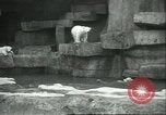Image of polar bears Chicago Illinois USA, 1934, second 10 stock footage video 65675060546