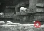 Image of polar bears Chicago Illinois USA, 1934, second 11 stock footage video 65675060546