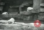 Image of polar bears Chicago Illinois USA, 1934, second 12 stock footage video 65675060546