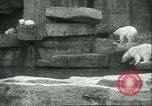 Image of polar bears Chicago Illinois USA, 1934, second 13 stock footage video 65675060546
