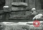 Image of polar bears Chicago Illinois USA, 1934, second 15 stock footage video 65675060546