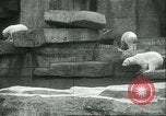 Image of polar bears Chicago Illinois USA, 1934, second 16 stock footage video 65675060546