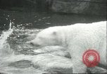 Image of polar bears Chicago Illinois USA, 1934, second 18 stock footage video 65675060546
