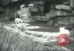 Image of polar bears Chicago Illinois USA, 1934, second 19 stock footage video 65675060546