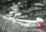 Image of polar bears Chicago Illinois USA, 1934, second 20 stock footage video 65675060546